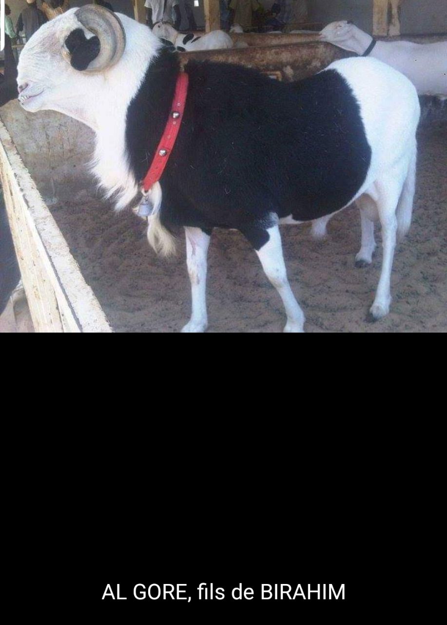 Algore fils de Birahim