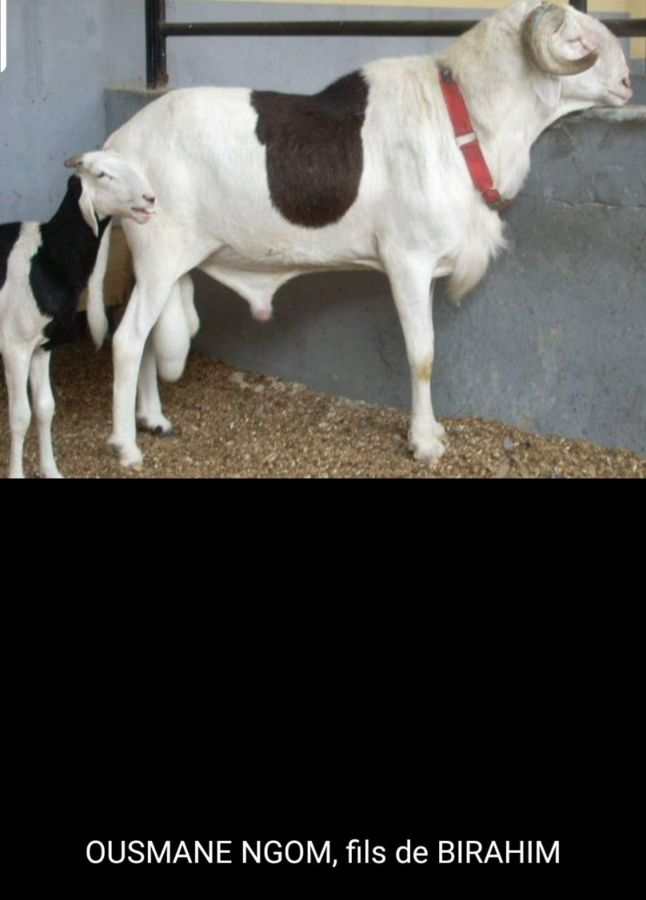 Ousmane Ngom fils de Birahim