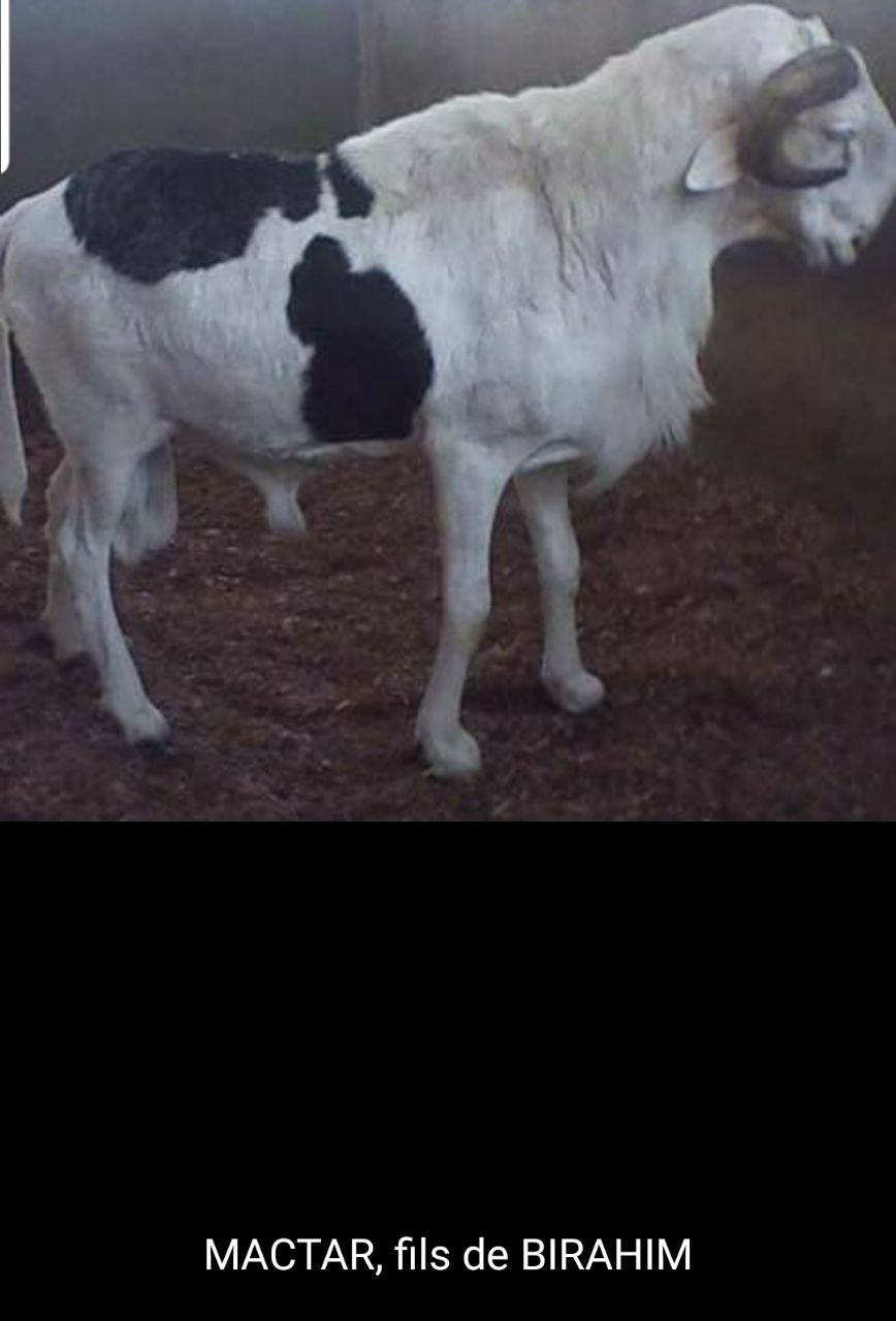 Mactar fils de Birahim