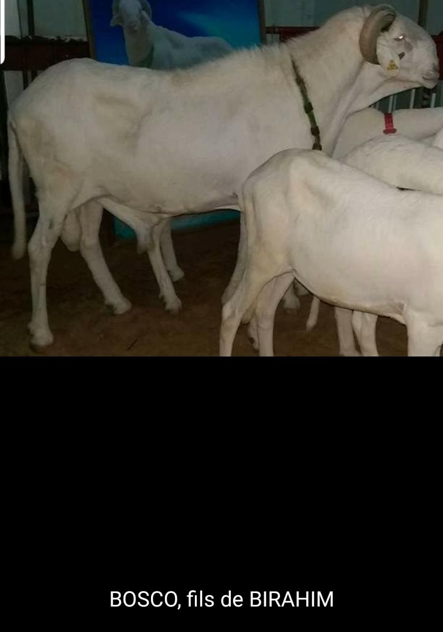 Bosco fils de Birahim