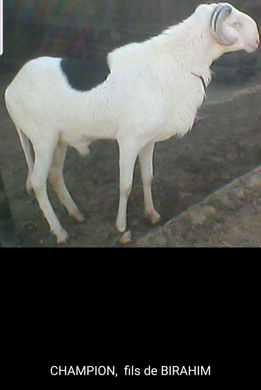 Champion fils de Birahim