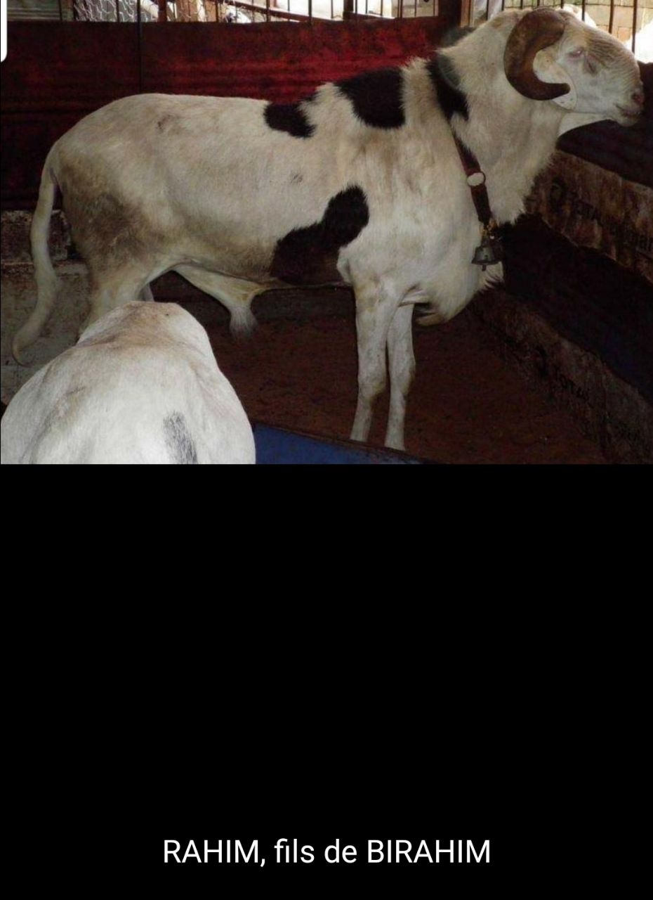 Rahim fils de Birahim