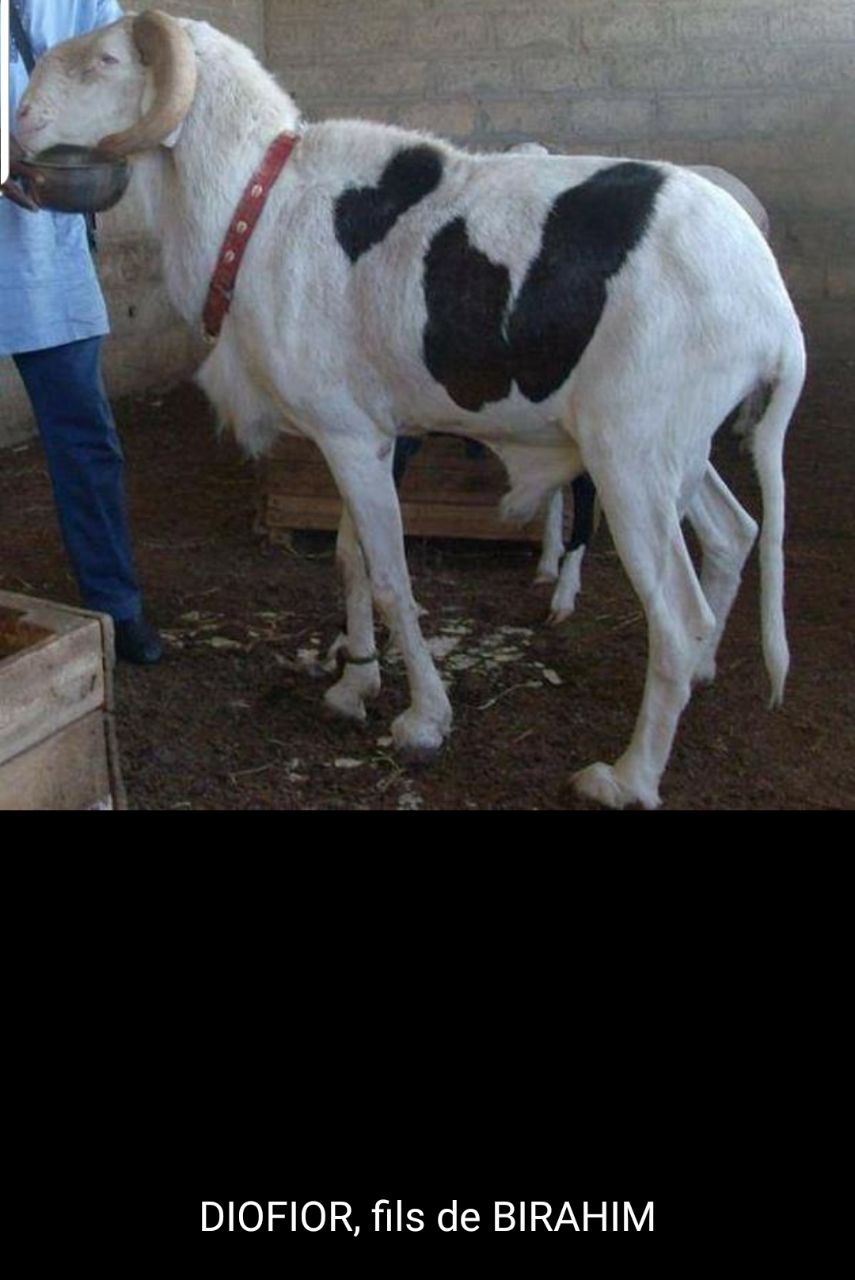 Diofior  flls de Birahim