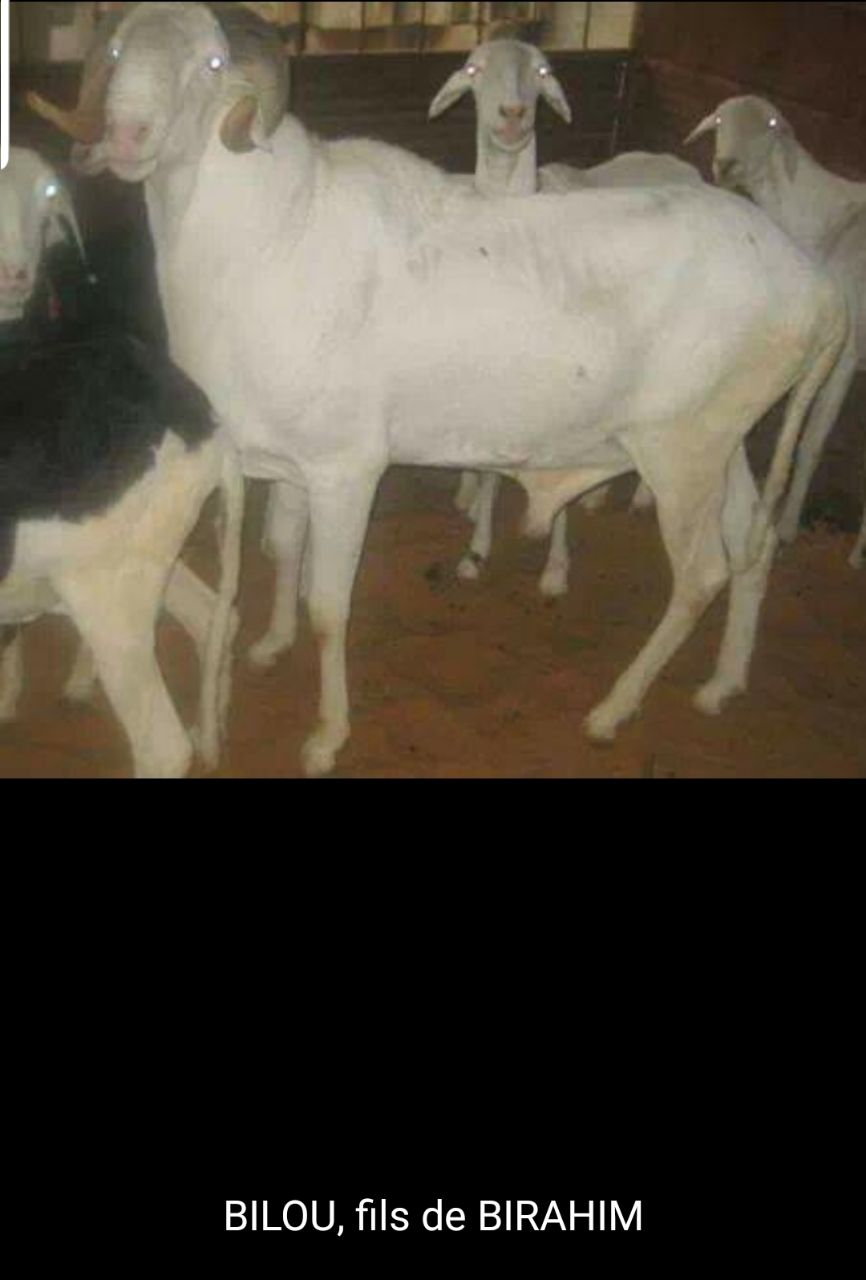 Bilou  fils de Birahim