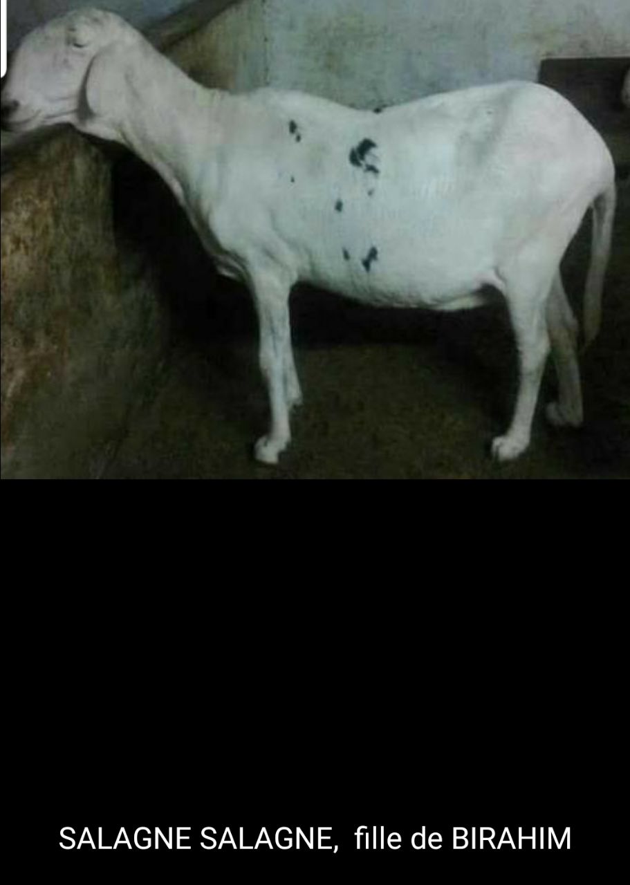 Salagne Salagne  fille de Birahim