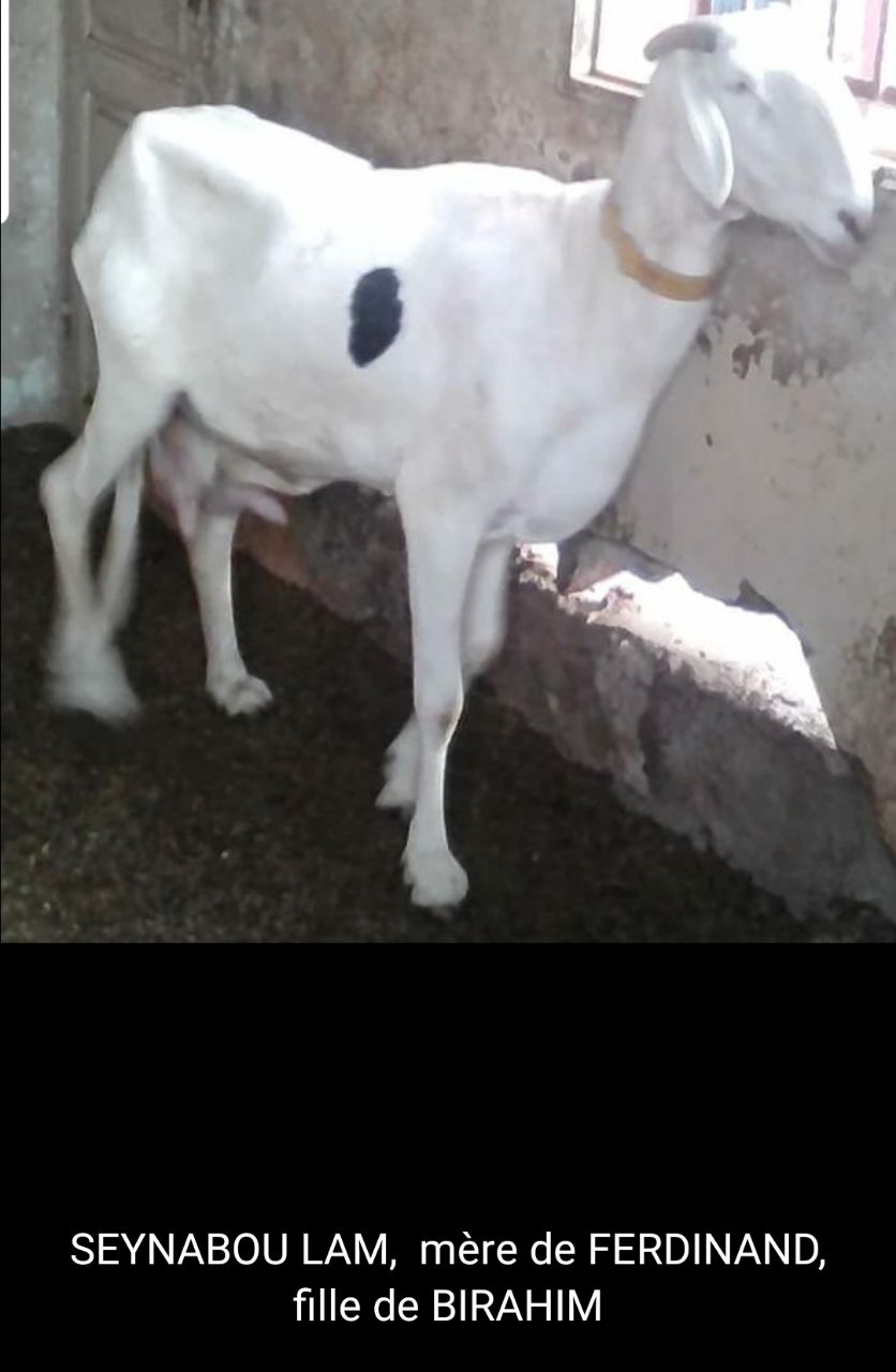 Seynabou Lam fille de Birahim