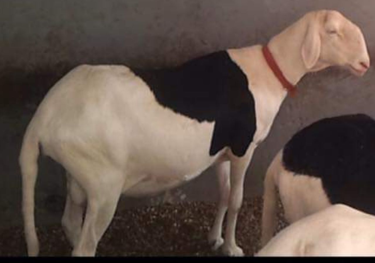 Kiné fille de Birahim