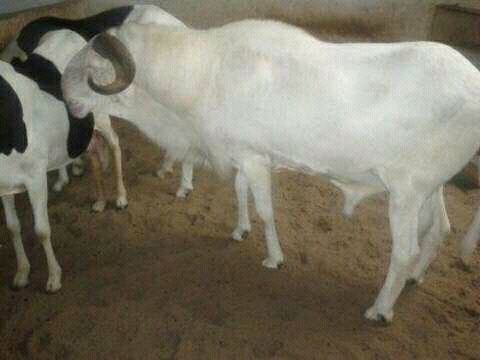 Beau Gars fils de Birahim