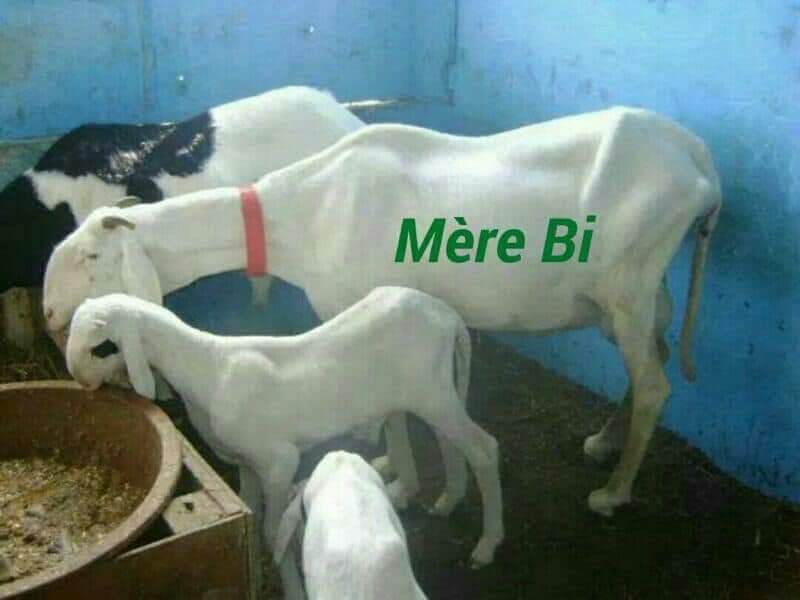 Mère Bi fille de Birahim