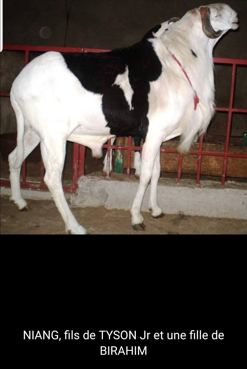 Niang petit fils de Birahim