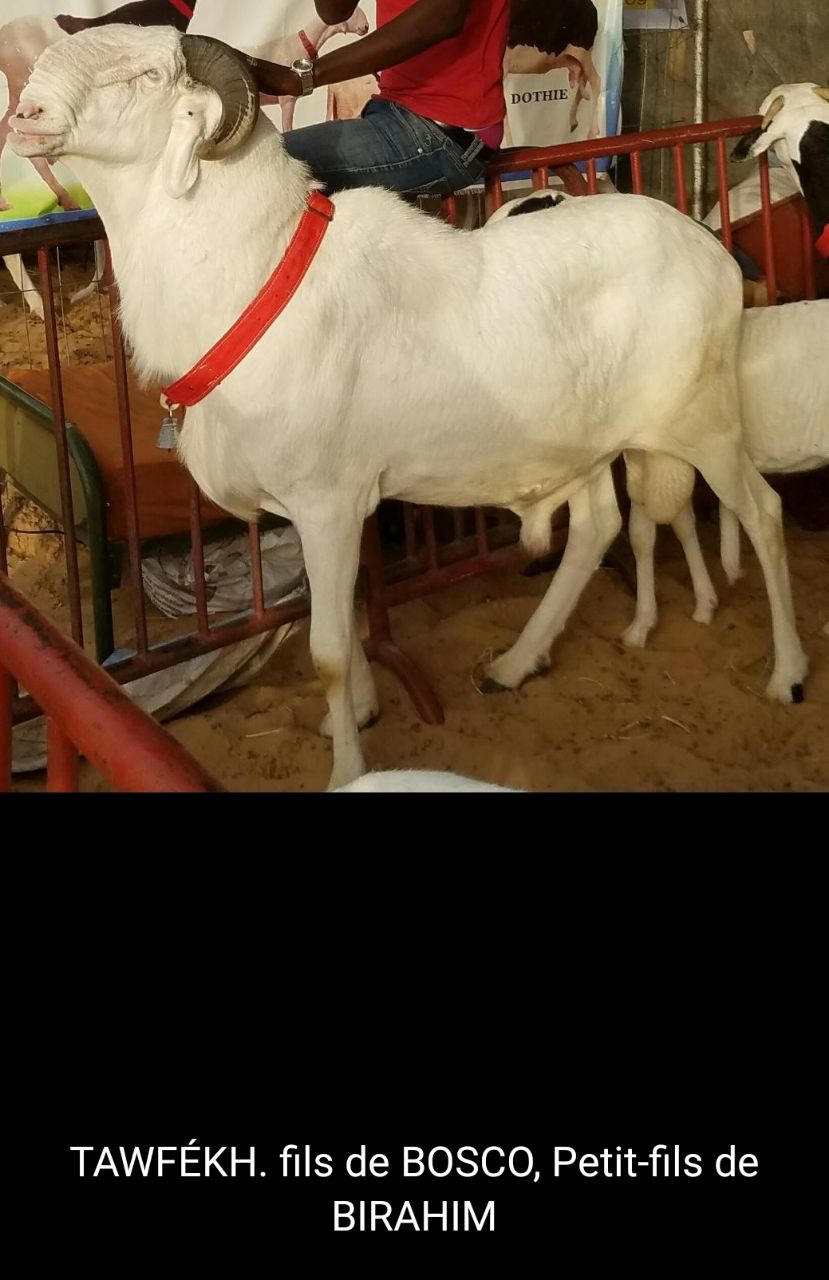 Tawfekh petit fils de Birahim