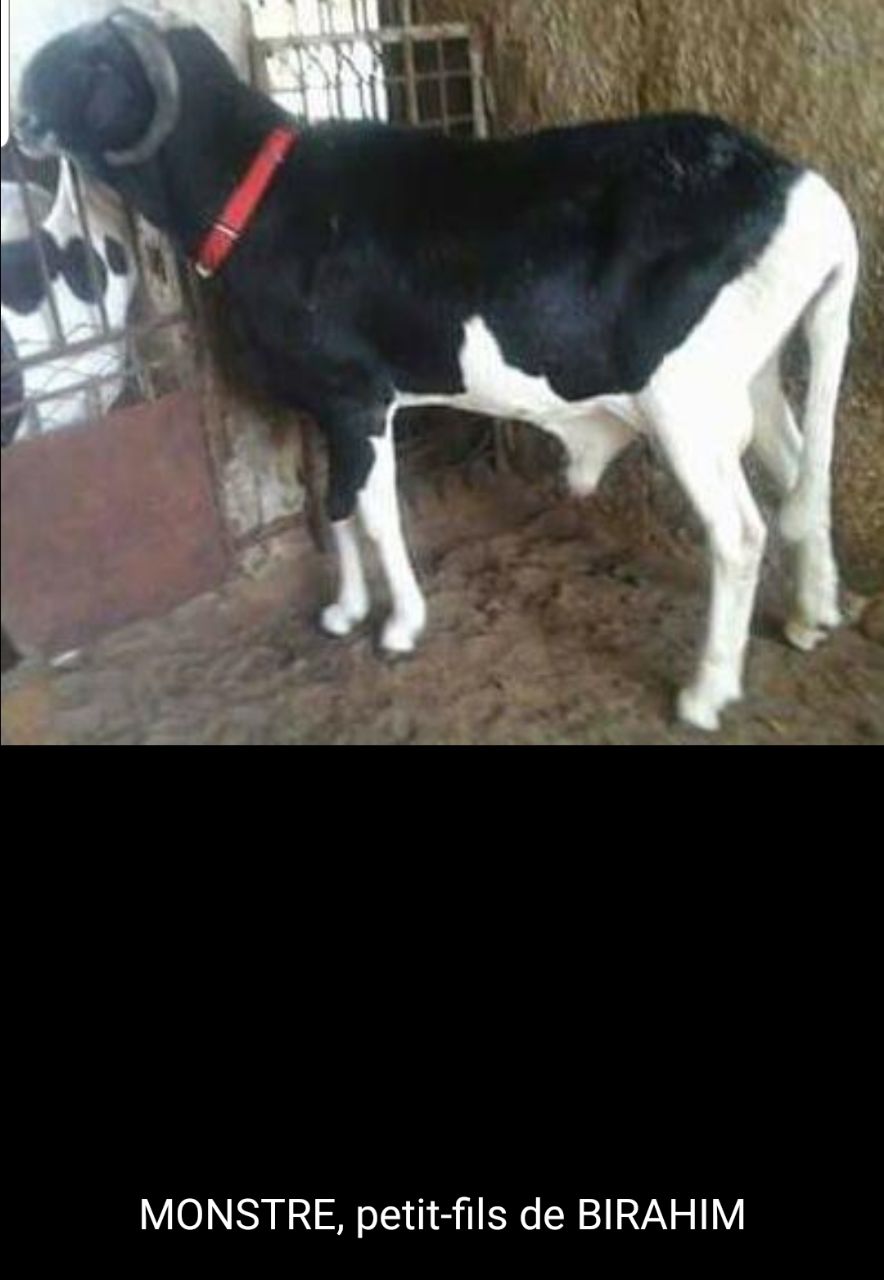 Monstre petit fils de Birahim