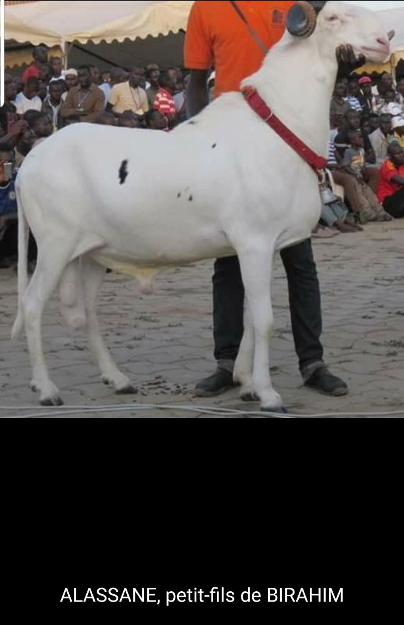 Alassane petit fils de Birahim