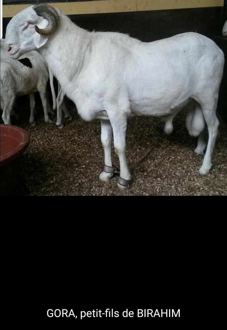 Gora petit fils de Birahim