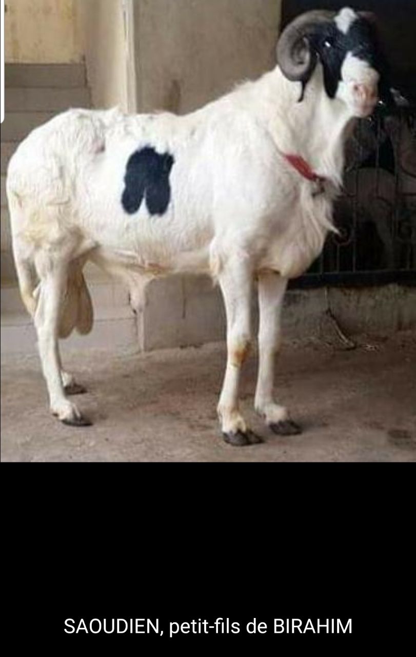 Saoudien petit fils de Birahim