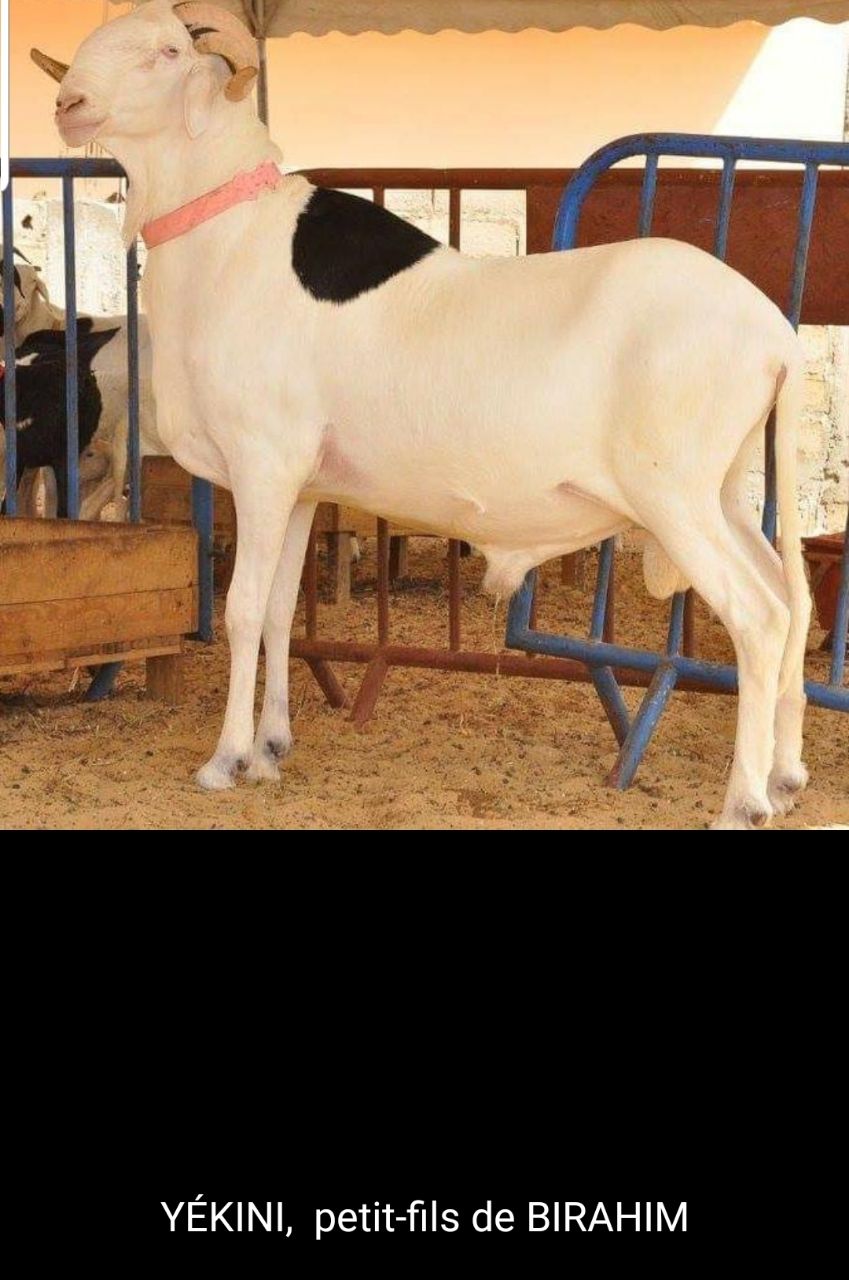 Yékini petit fils de Birahim