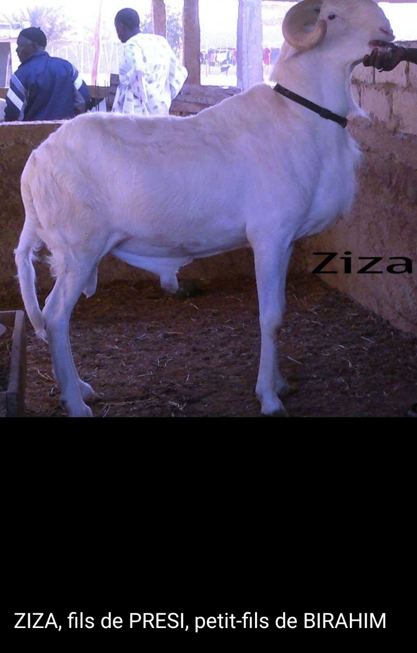 Ziza  petit fils de Birahim