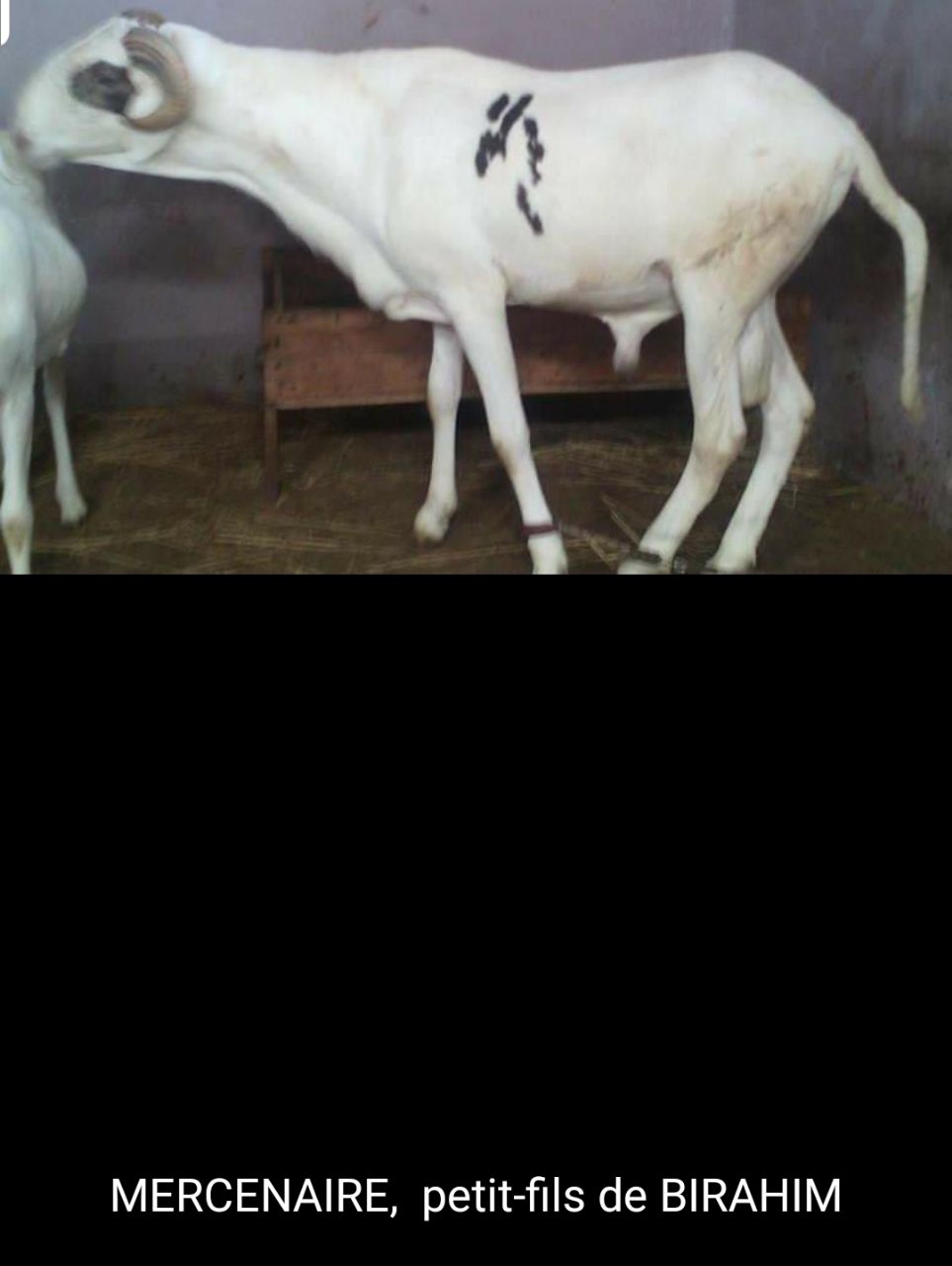 Mercénaire petit fils de Birahim