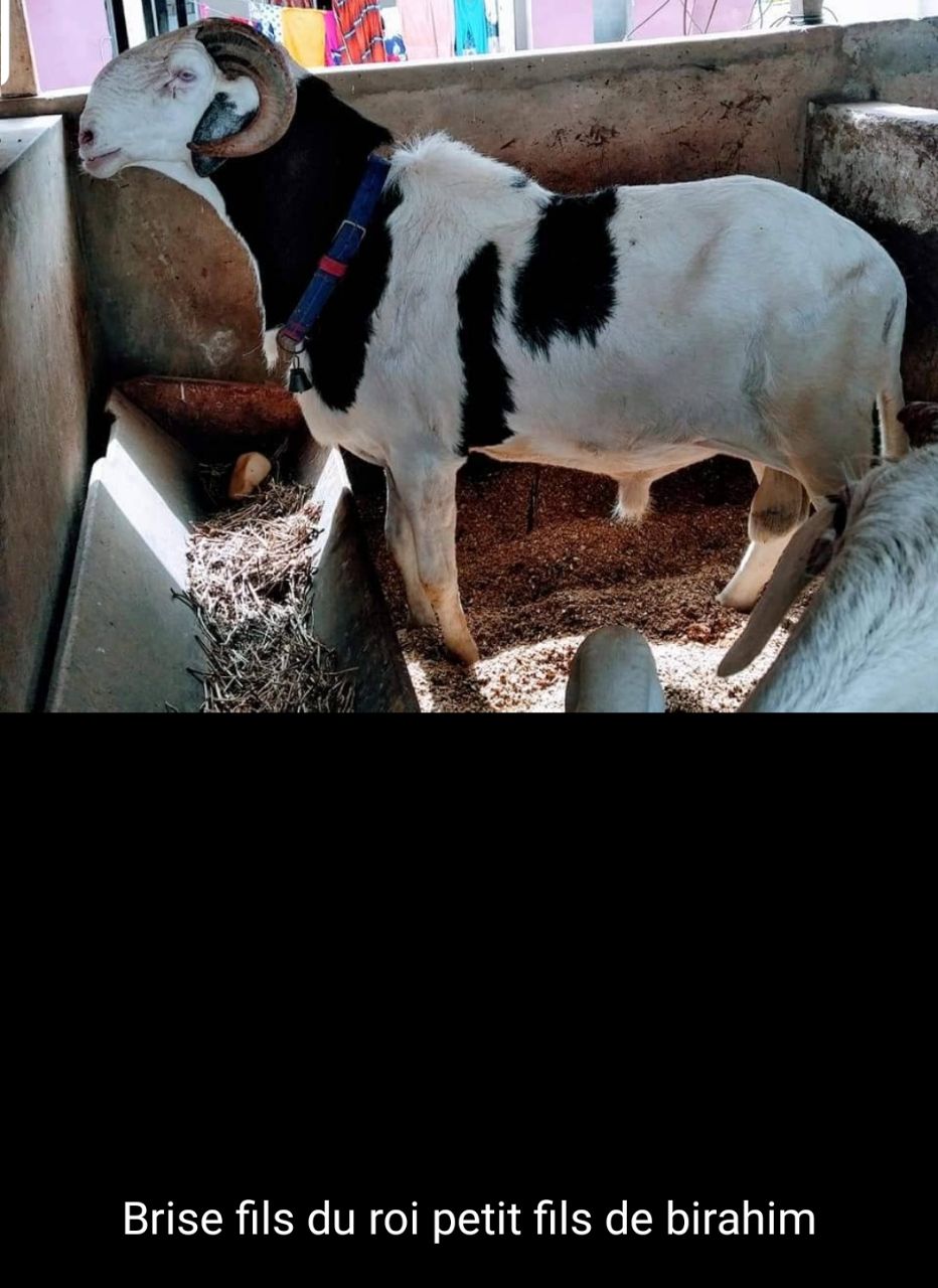Brise petit fils de Birahim