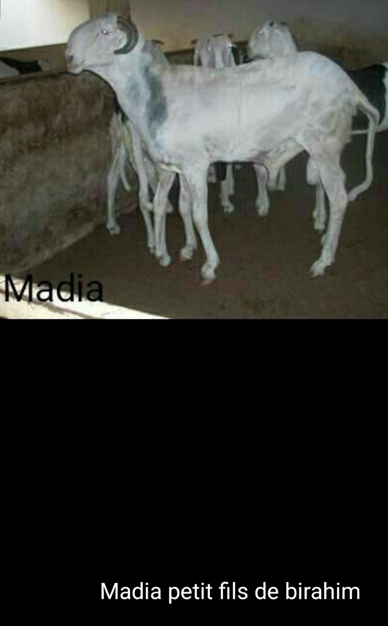 Madia petit fils de Birahim