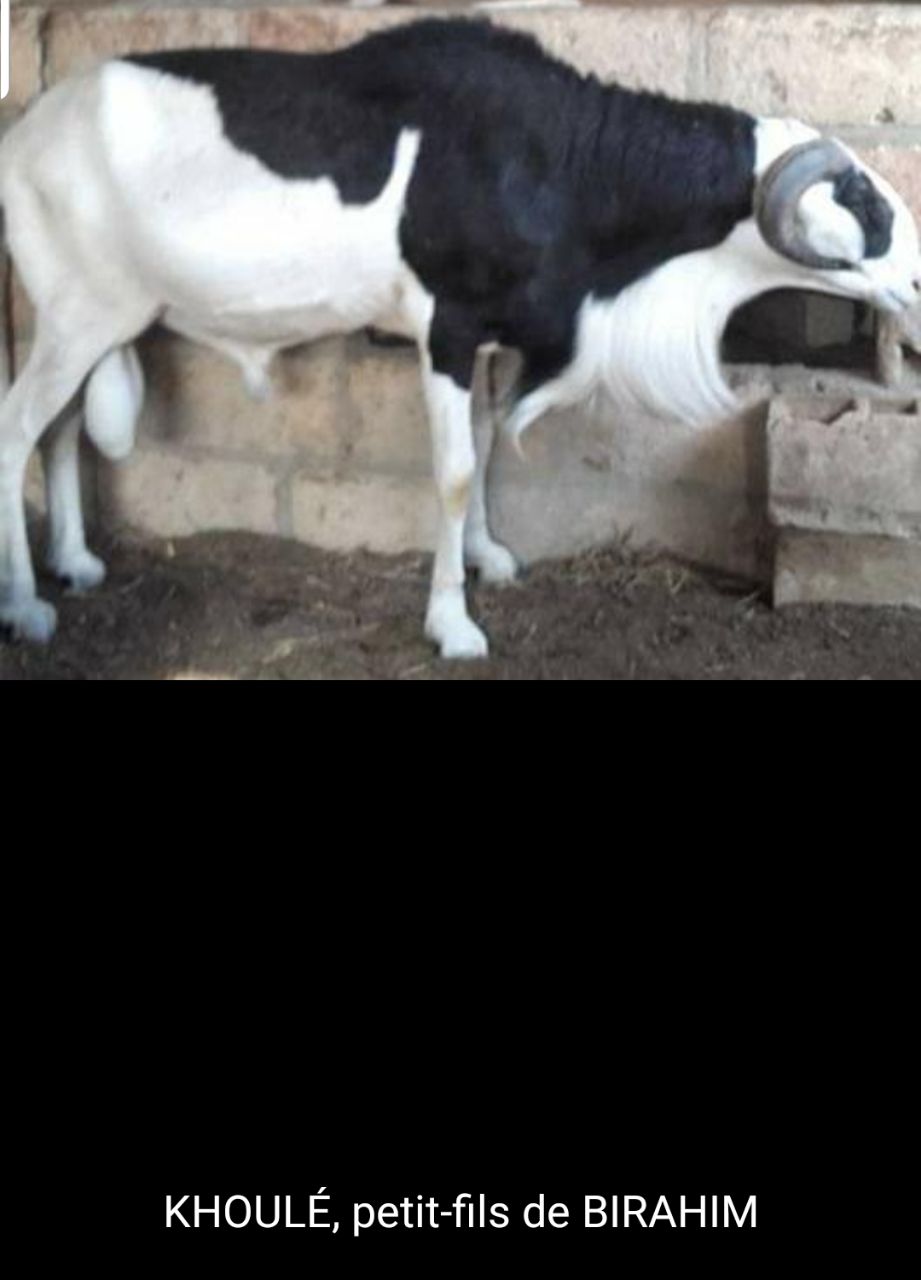 Khoulé petit fils de Birahim