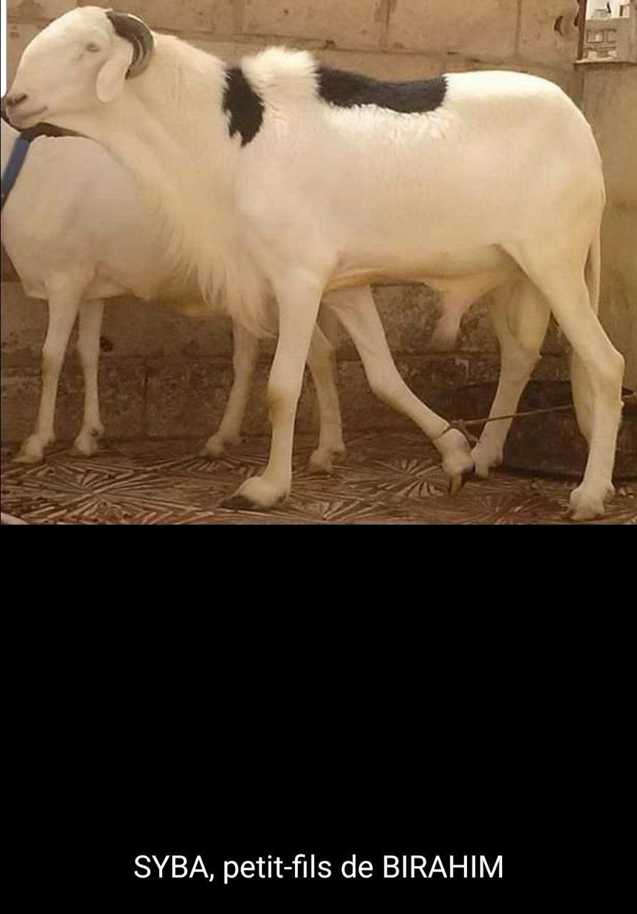 Syba  petit fils de Birahim