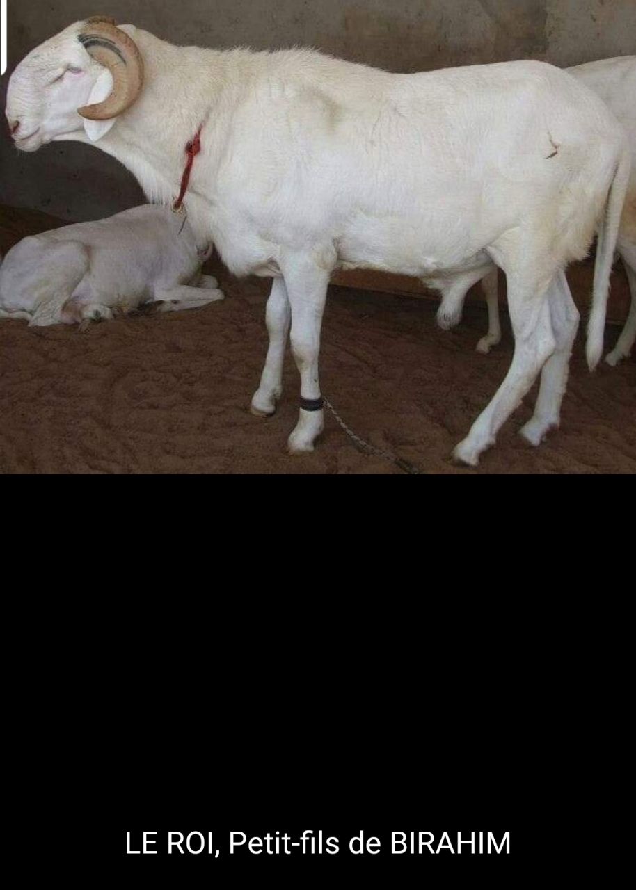 Le roi  petit fils de Birahim