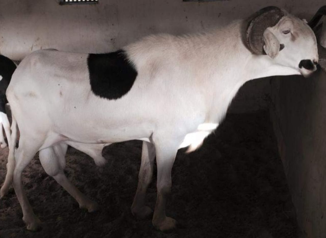 Mame Kha petit fils de Birahim