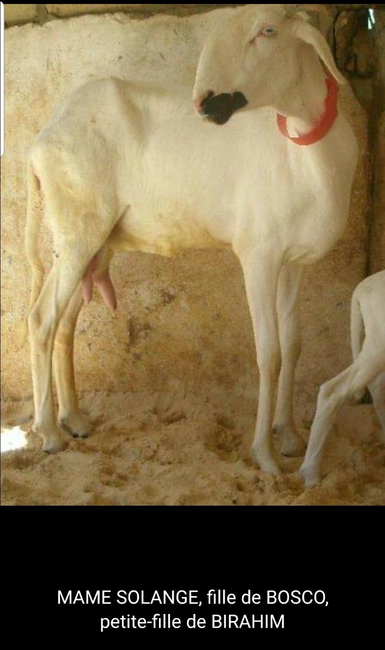 Mame Solange petite fille de Birahim