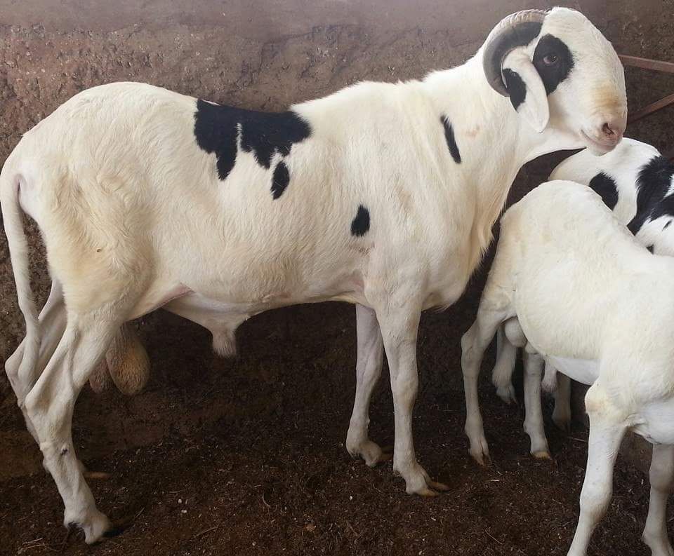 Ramedane petit fils de Birahim