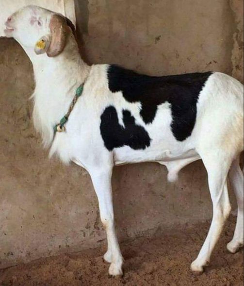 Baye Ass petit fils de Birahim