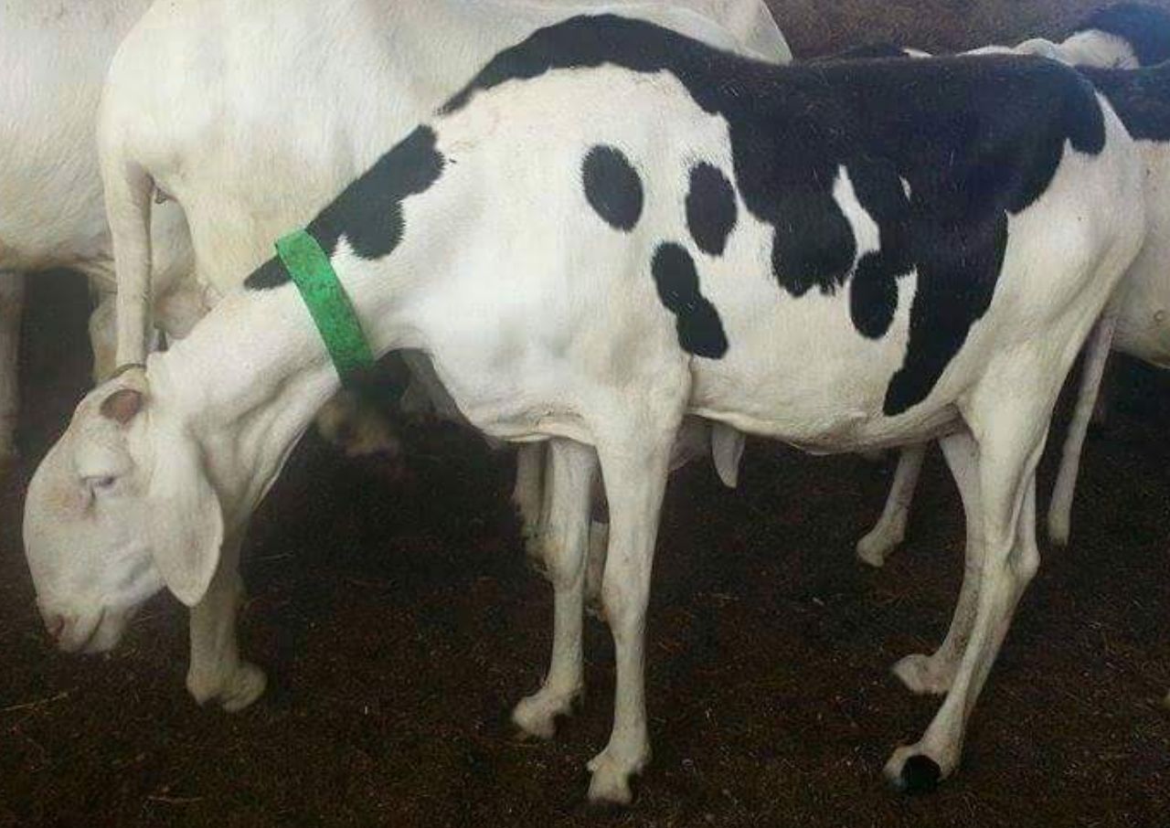 Coura Gueye petite fille de Birahim