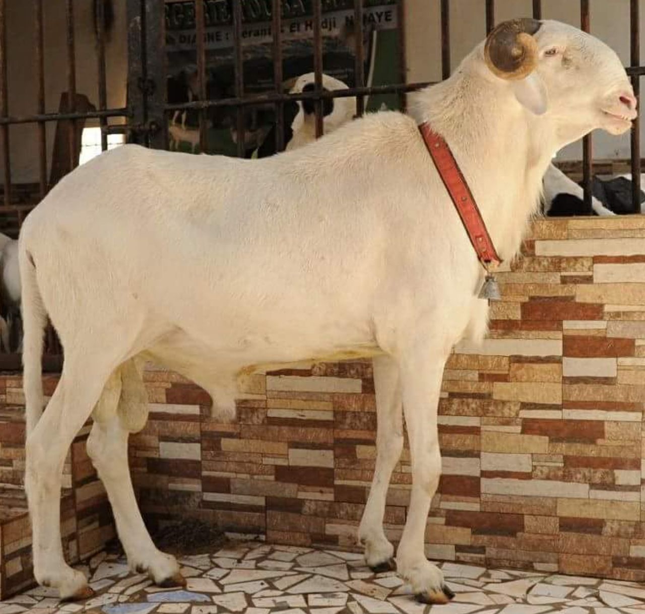 Messi petit fils de Birahim