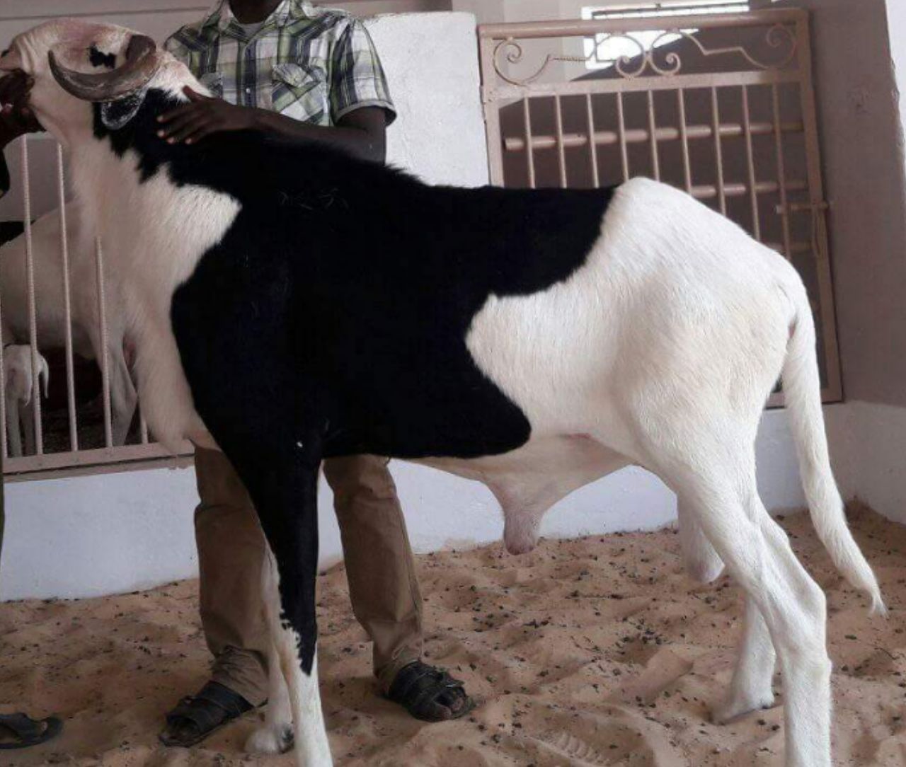 Saloum Saloum petit fils de Birahim