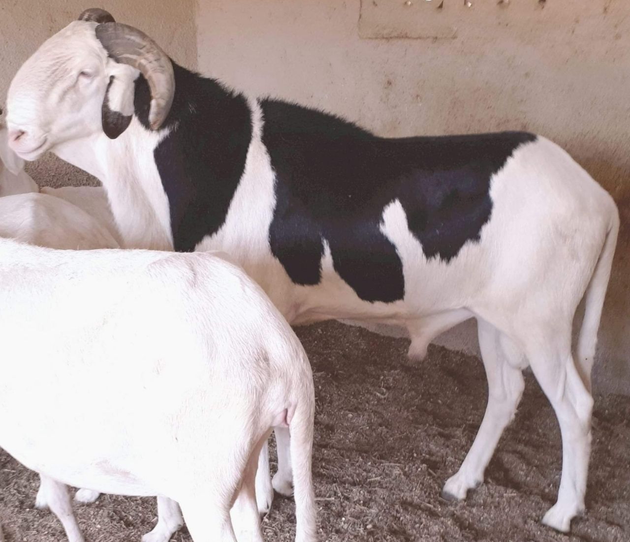 Roi Saloum petit fils de Birahim