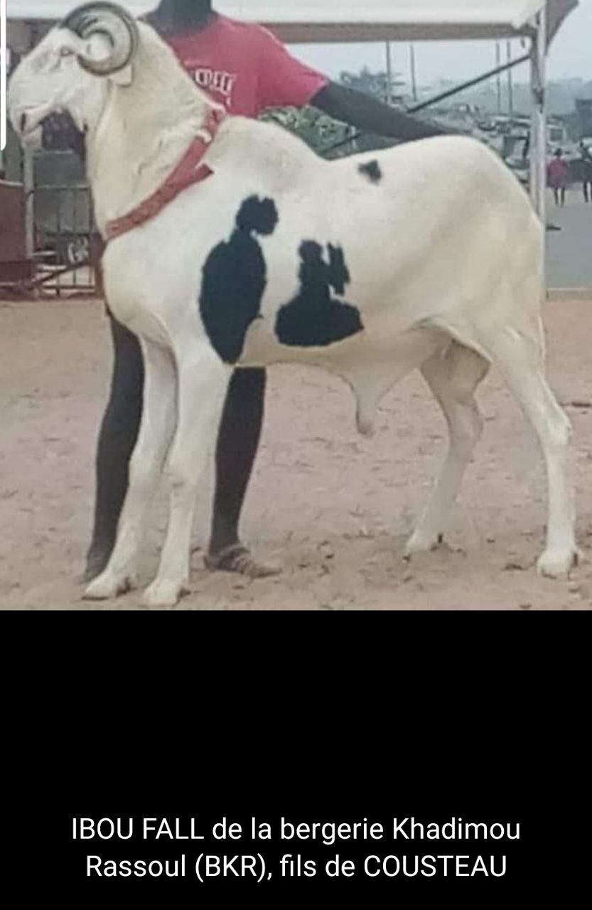 Ibou Fall petit fils de Birahim