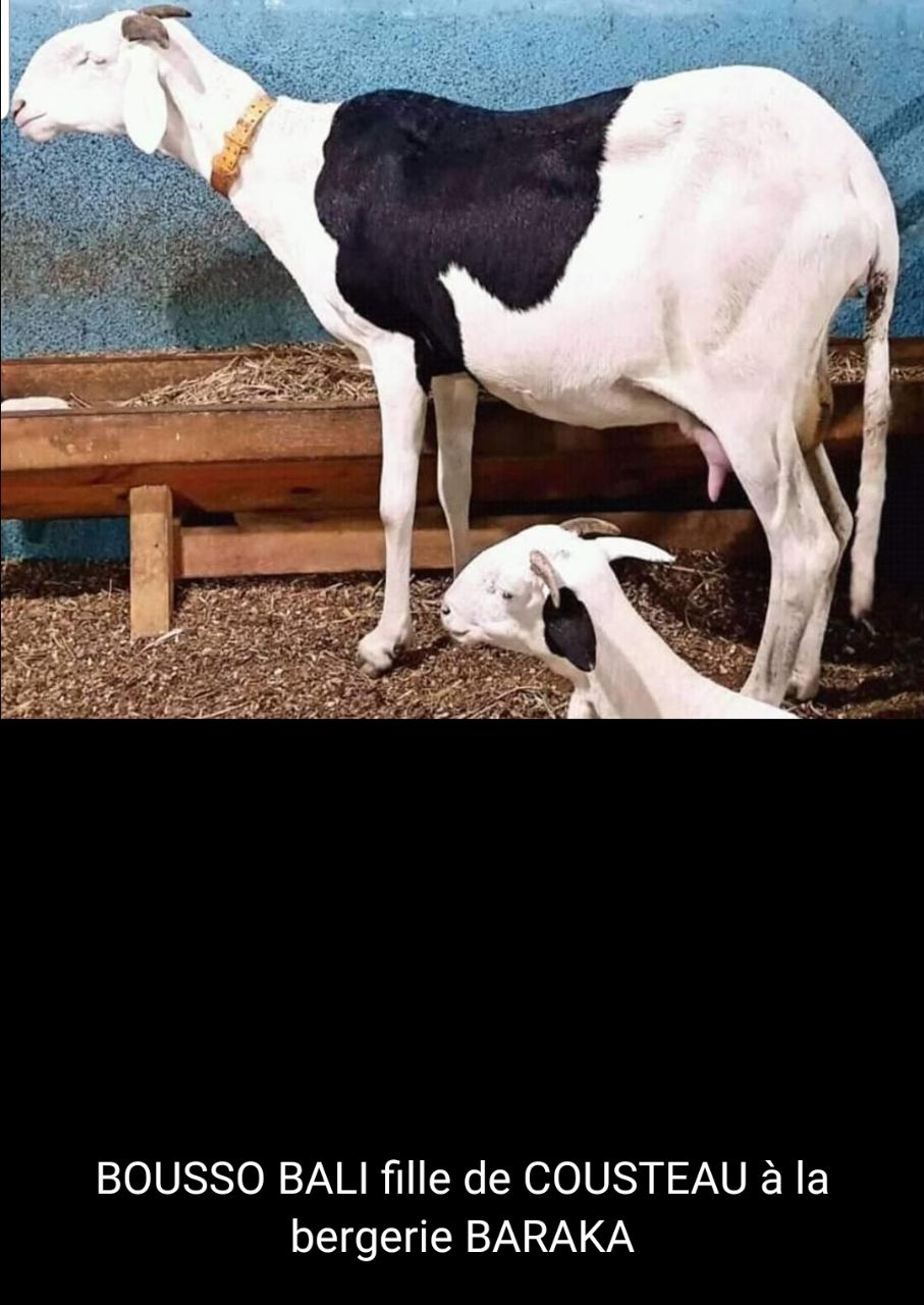 Bousso Dali  petite fille de Birahim