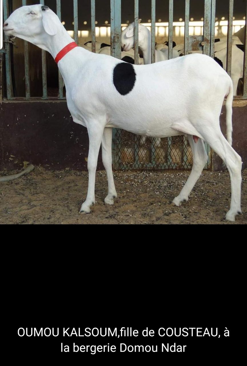 Oumou Kalsoum petite fille de Birahim