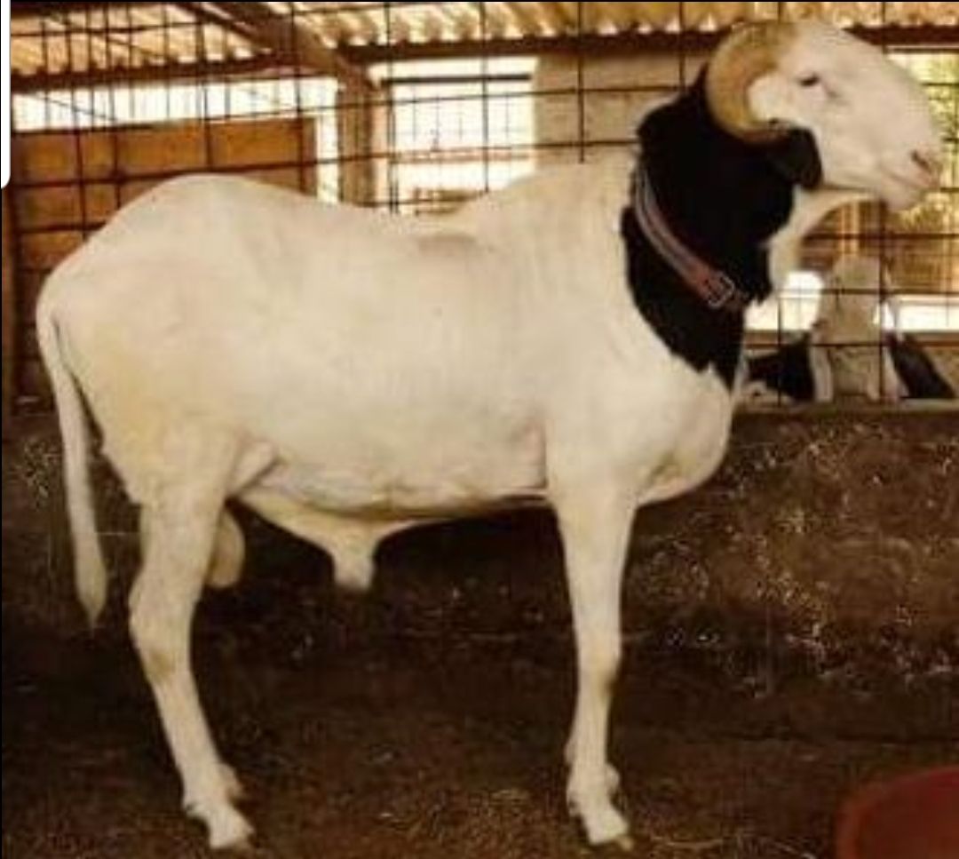 Khoureychine petit fils de Birahim