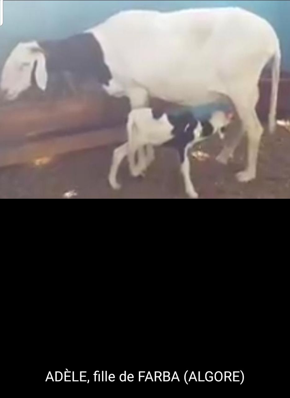 Adèle petite fille de Birahim