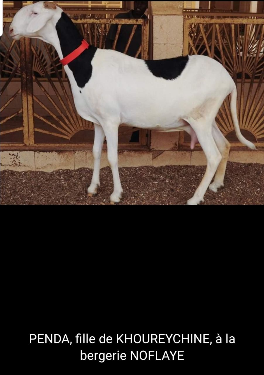 Penda petite fille de Birahim