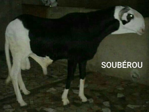 Soubérou petit fils de Birahim