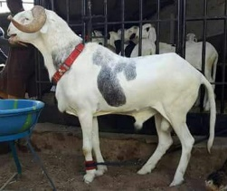 Fille de Boy Sérère