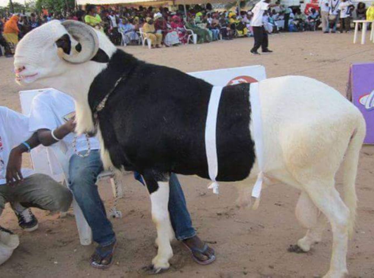 Algore fils de Birahim