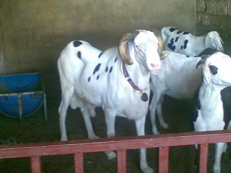 Chimère père de Mandéla 