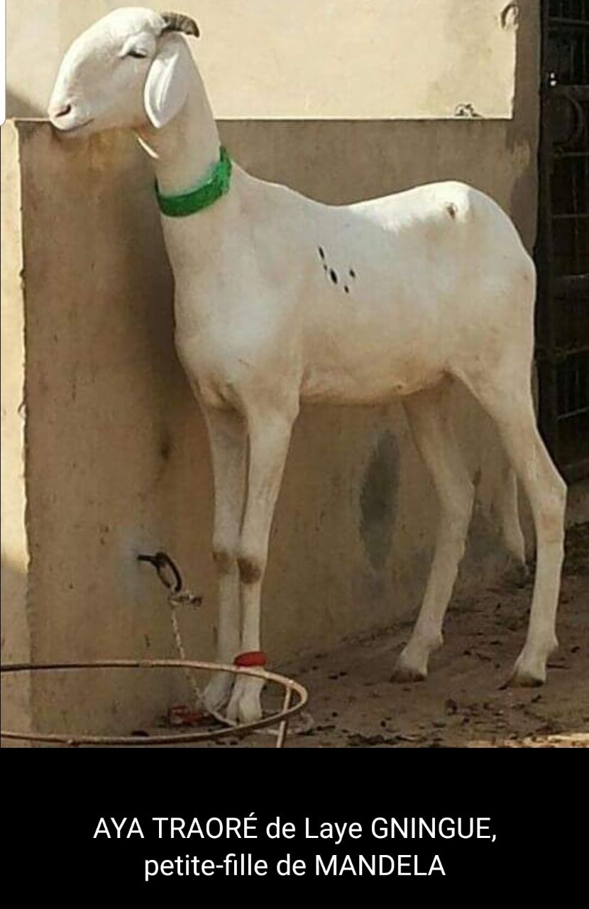 Aya Traoré petite fille de Mandéla