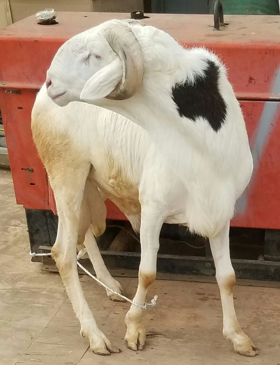 Fahd  petit fils de Damel