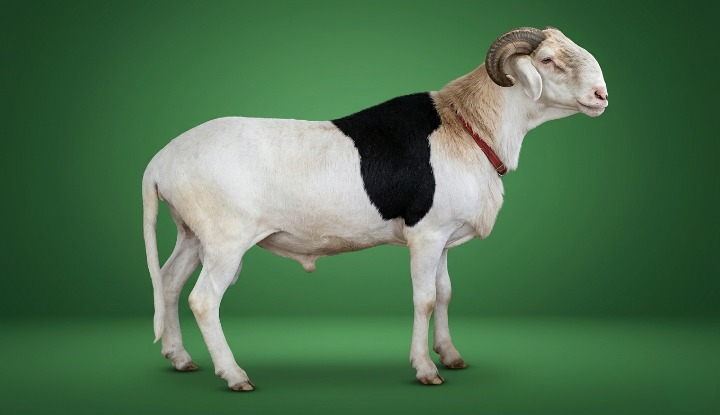 Salmane petit fils de Gorgui