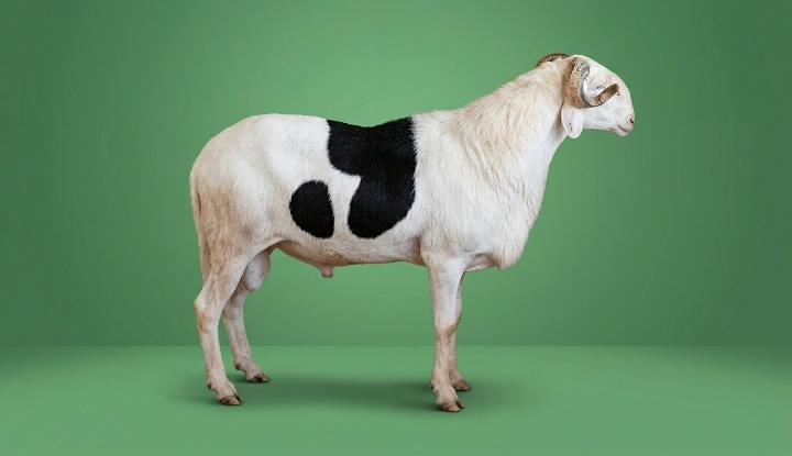 Yakar Tassoul petit fils de Gorgui
