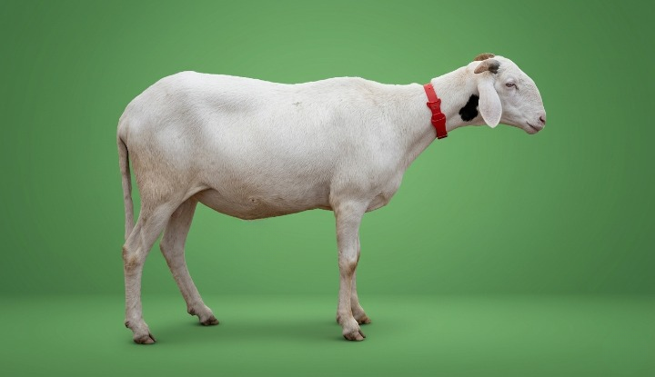Mounass petite fille de Gorgui